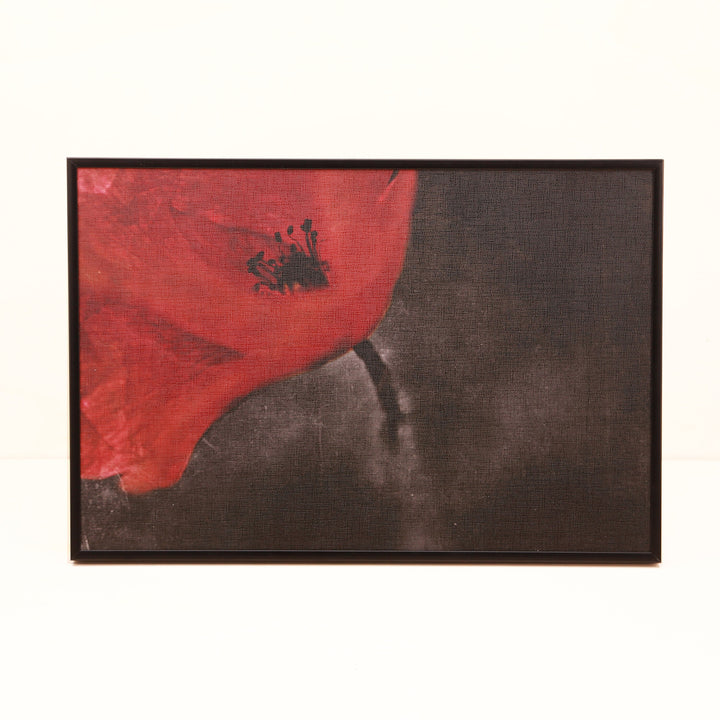 Mohn